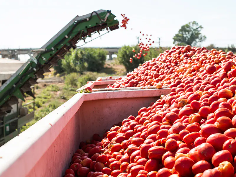 Projet de Jus de Tomate